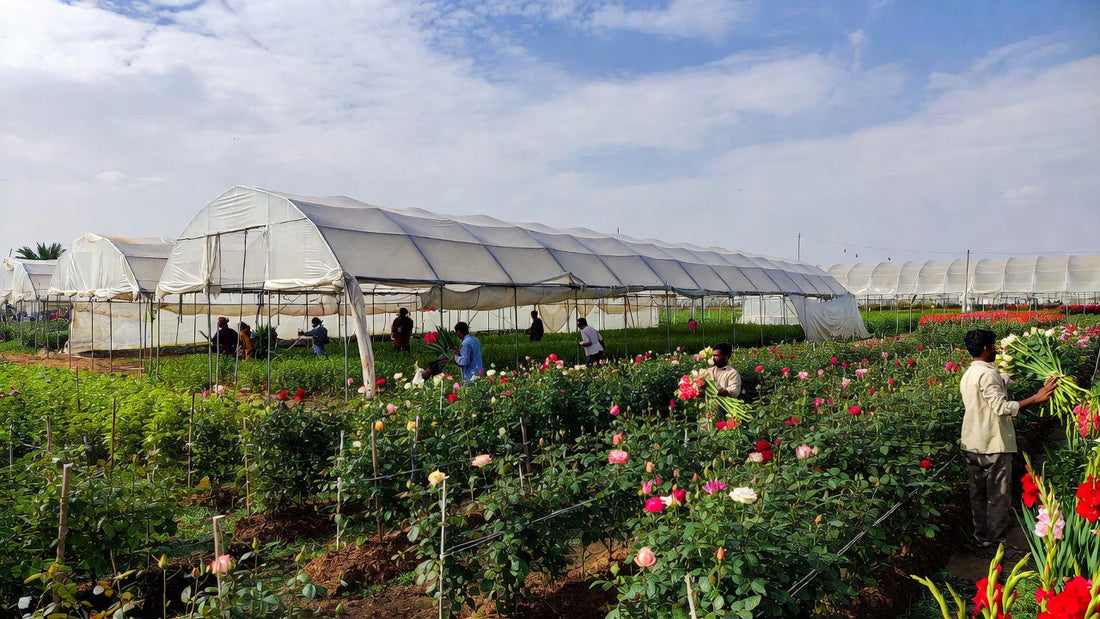 Why Pakistan Imports Premium Flowers While Neighbors Export: Time to Scale Up Floriculture