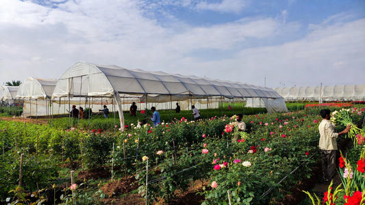 Why Pakistan Imports Premium Flowers While Neighbors Export: Time to Scale Up Floriculture